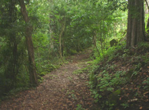 A trail winds through the forest.